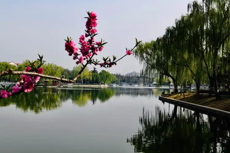 桃花跨过湖面与柳握手