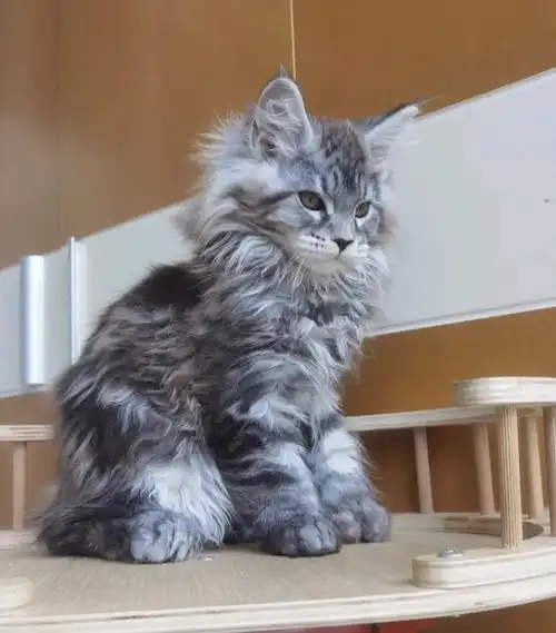 精品银虎斑缅因宝宝个个胖虎,在咱家都是吃鸡胸牛肉长大的,喂养都特别