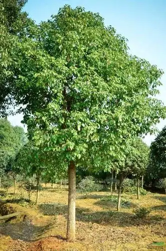 香樟树的快速繁殖方法