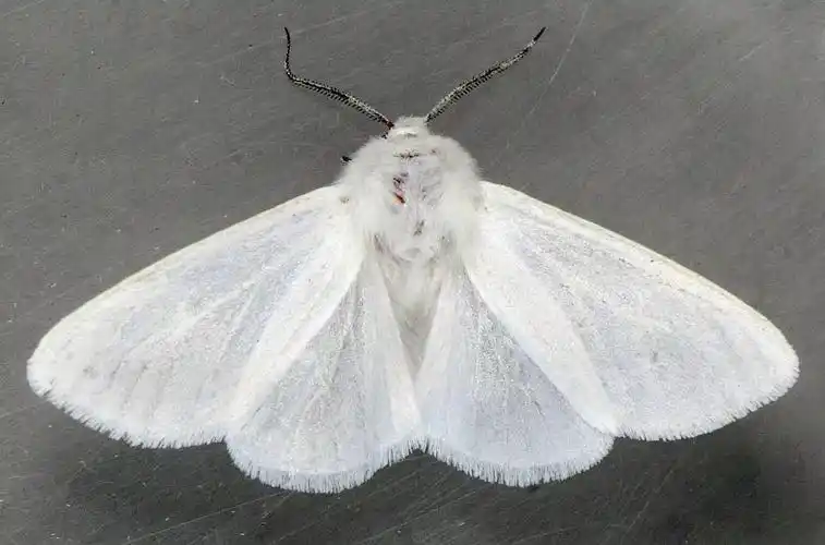 啃食殆尽美国白蛾的恐怖进击真的超恐怖