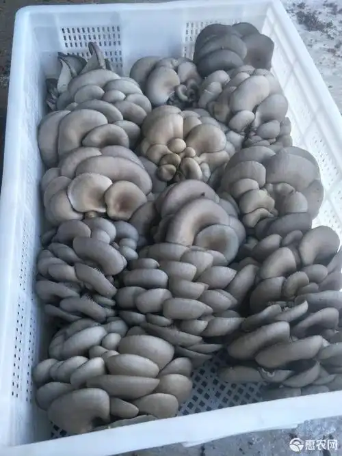 鲜平菇 熟料优质黑灰色平菇1元批发