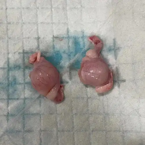 春天到了,又到了小动物交配的季节毛孩子出现了发情的征兆为了小区