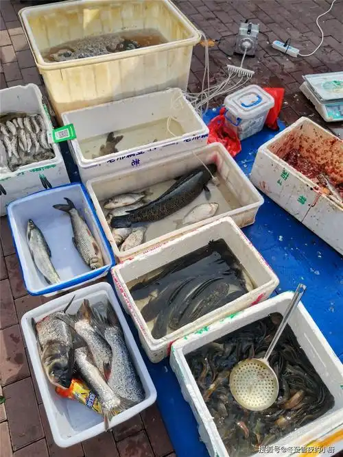 卖鱼的摊位,鱼挺新鲜,都是活的,泥鳅鱼,鲇鱼,黑鱼,胖头鱼,鲫鱼,泥鳅鱼
