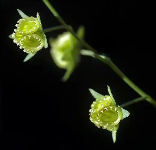 百花园(756)——亚麻叶脐果草