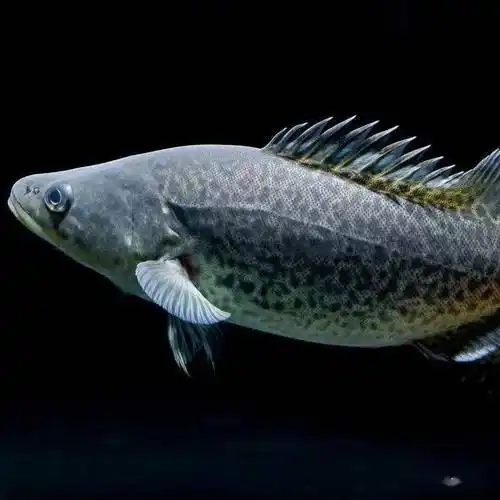 结合有关检测结果可知,墨瑞鳕鱼肉含有人类所需的 7 种氨基酸与较高