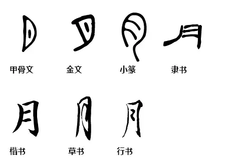 甲骨文 金文 小篆 隶书 楷书 草书 行书 中月字怎么写(字)