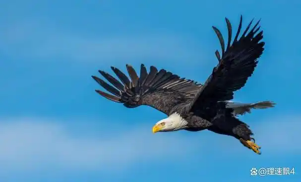 你是否曾经想过,如果你有一双鹰的眼睛,你会看到什么样的世界?