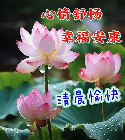 漂亮的早安问候图片精选,一声祝福,永远幸福!