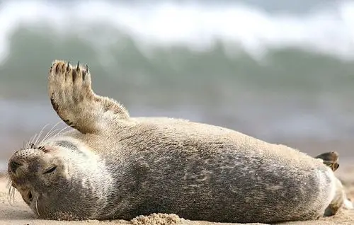 英国摄影师抓拍海豹大笑萌照组图