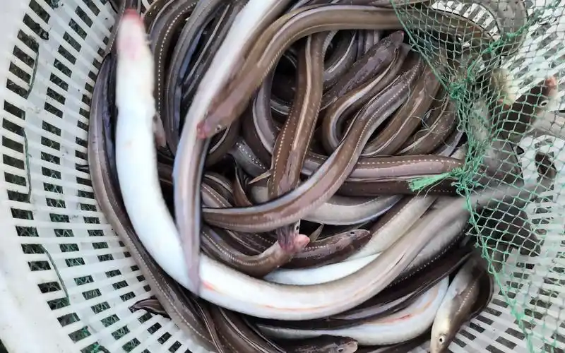 山东日照码头渔民出海捕获一筐野生七星鳗鱼40一斤发财了