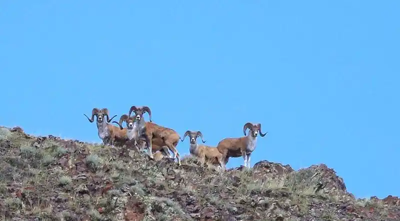大片!野生盘羊嬉戏博州山间(有珍贵场景)