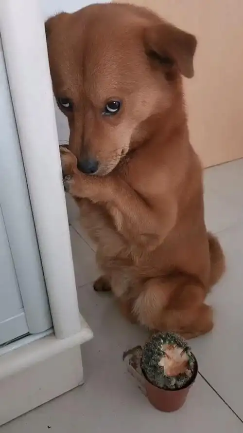 我家的狗子太能装了,明明就是它干的,还用这么无辜的眼神看我