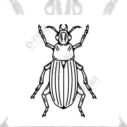 在白色背景隔绝的甲虫例证向量例证