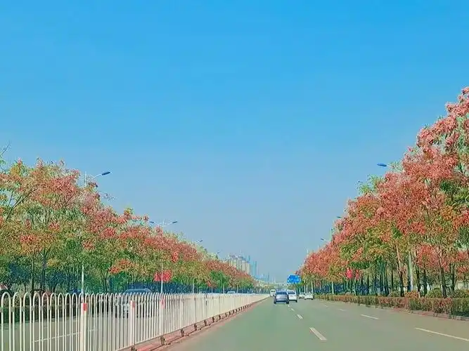 栾树花开秋满城长沙的这条栾木大道红了