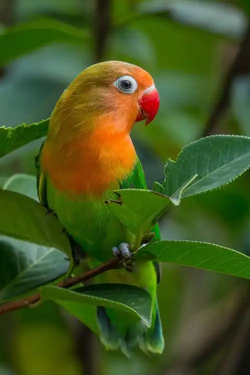 红牡丹鹦鹉