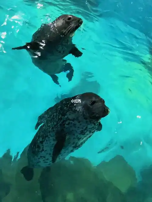 谁能不爱会拍肚皮的海豹07