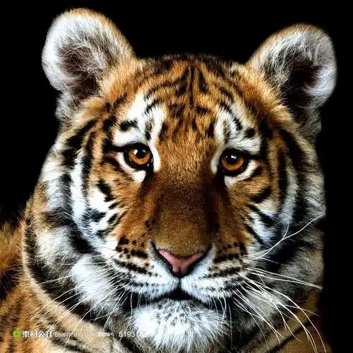 老虎头高清装饰画设计素材