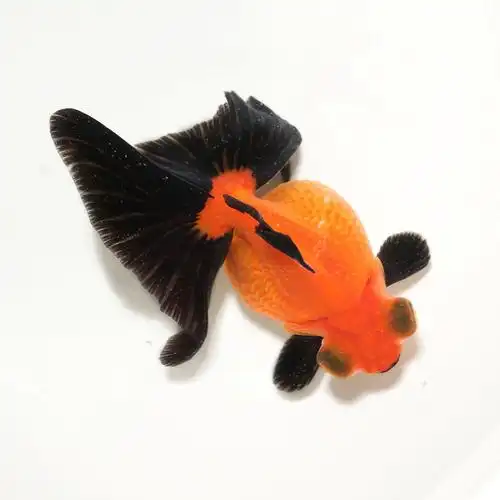 精品熊猫蝶尾金鱼冷水观赏鱼黑白三色红白包金鱼