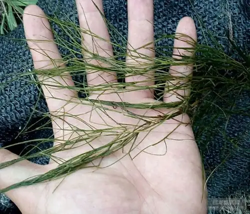 海南四季青矮生苦草批发价格服务为先「在线咨询」