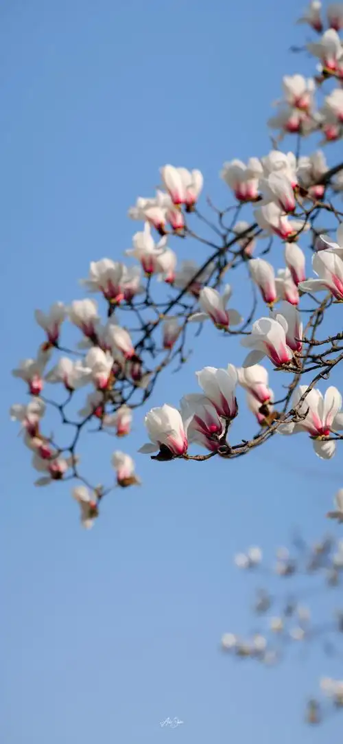 故宫玉兰花开了##成长有态度