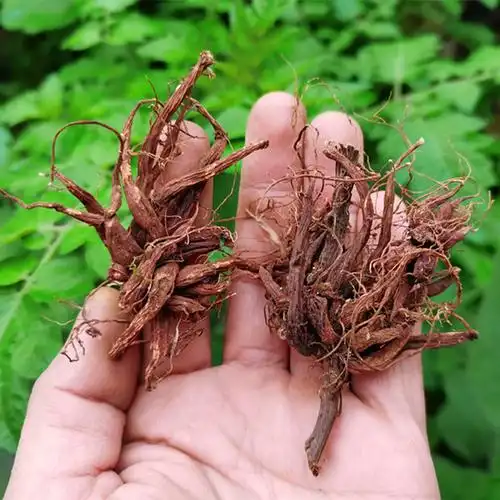 贵州草药红活麻根红禾麻 中药材红火麻小红麻纯根干货500克包邮