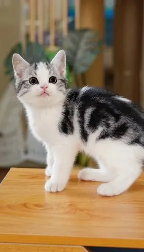 枫叶脸美短加白弟弟