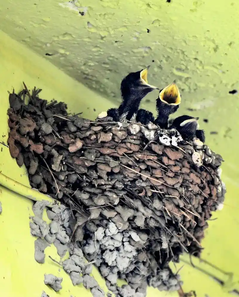 人与自然和谐共处 .在我家的屋檐下今年燕子搭了窝,手机纪录 - 抖音