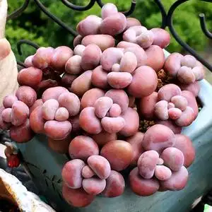 【yoyo花房】精品腰子蛋一物一拍 参考6cm盆精品控养桃蛋多肉植物