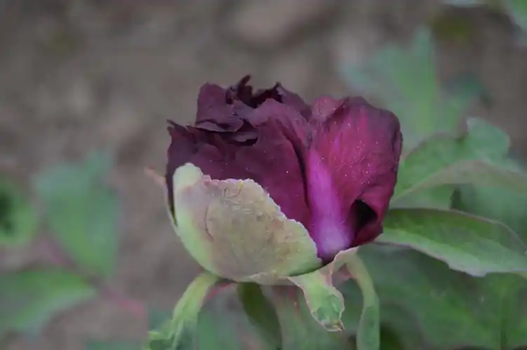 花苗牡丹牡丹花冠世墨玉玉牡丹正宗重瓣大花木本时令草本花卉