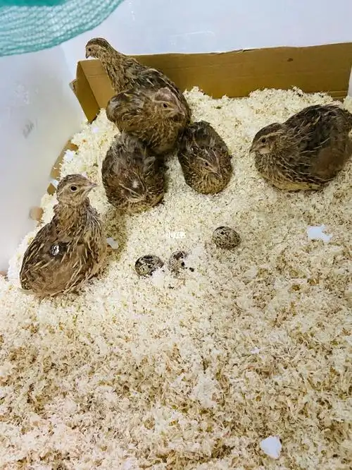 鹌鹑鸡养起来了