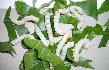 选我吧!谢谢!蚕的种类一般养的那些都是桑蚕 结的茧可以卖 蚕每天