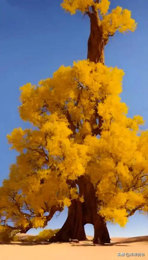 最美胡杨树,美爆了!