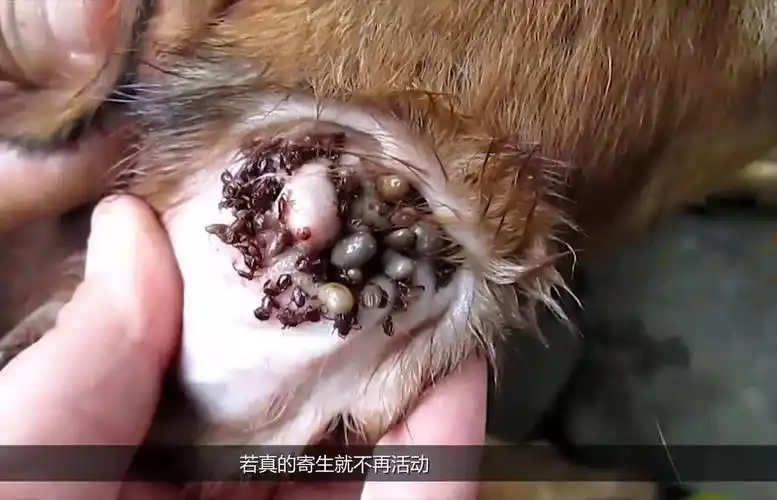 实拍小狗身上寄生千万只恐怖的蜱虫坚持看完的才是纯爷们