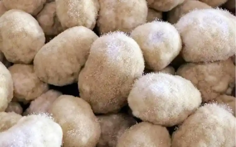 豆子发霉了?不,这是穿越回古代致富的秘方!