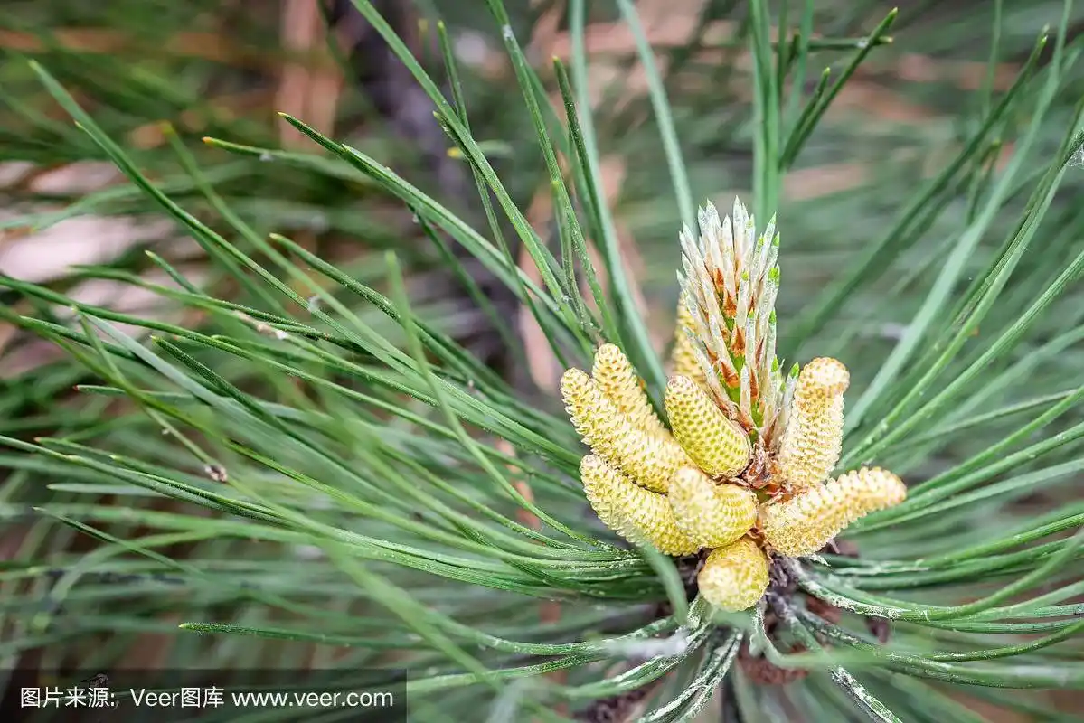 松树雄花