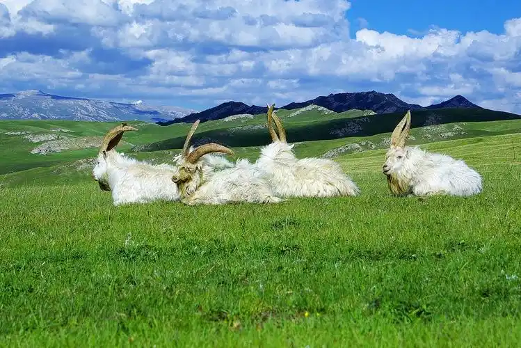 标题:蓝天,白云,大尾羊