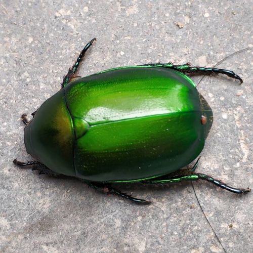 促销死大绿异丽金龟腮金龟铜绿金龟白星花绢金龟子成虫标本原材料