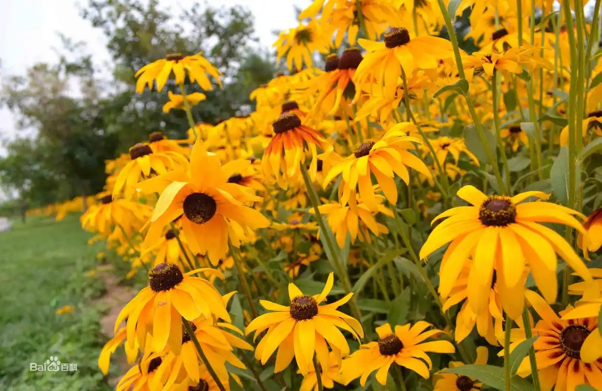 黑心菊(菊花品种大全及图片)