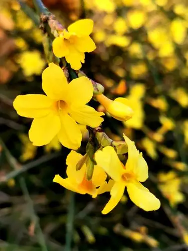 春天第一花迎春花 - 美篇