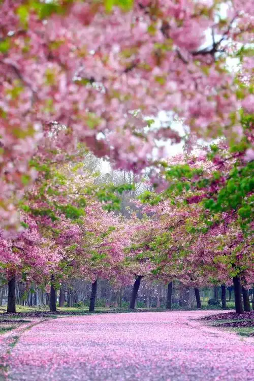漫天飘落樱花雪,800米粉色地毯,撩炸你的少女心