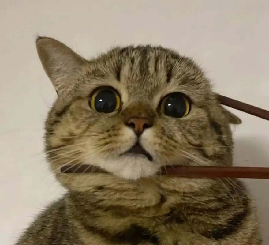 可爱的小猫头像