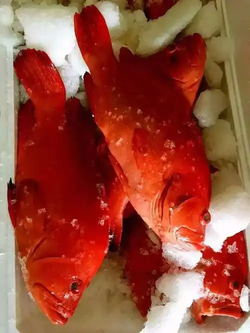 大量供应海钓红瓜子斑,西沙红瓜子鱼,婚宴红斑鱼,喜庆大红斑鱼