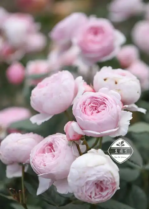 奥斯汀月季266966杰夫汉密尔顿