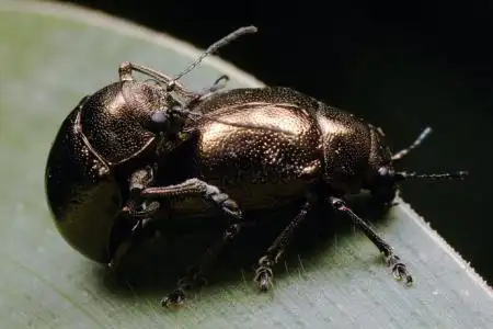 请教这种黑色的是什么虫,突然家里有很多