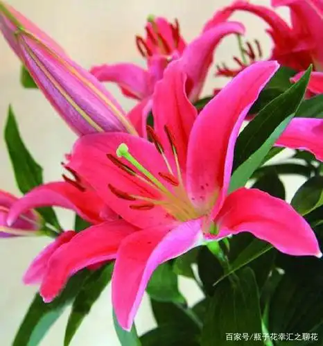 喜欢百合,来看看单瓣品种,西诺红百合,红色热情