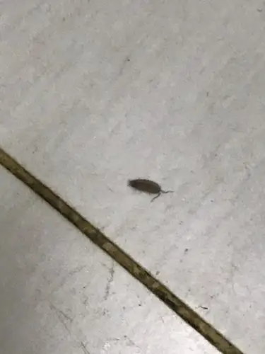 家里厕所发现这种虫子谁能解答一下有毒吗