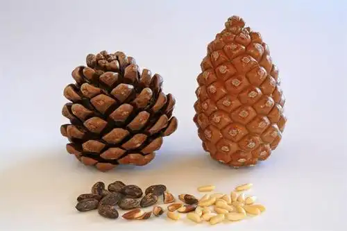 pine nut threshing machine pine nuts thresher machine