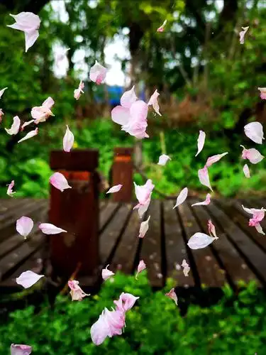雨中看梨花,别样的光影,不样的心情