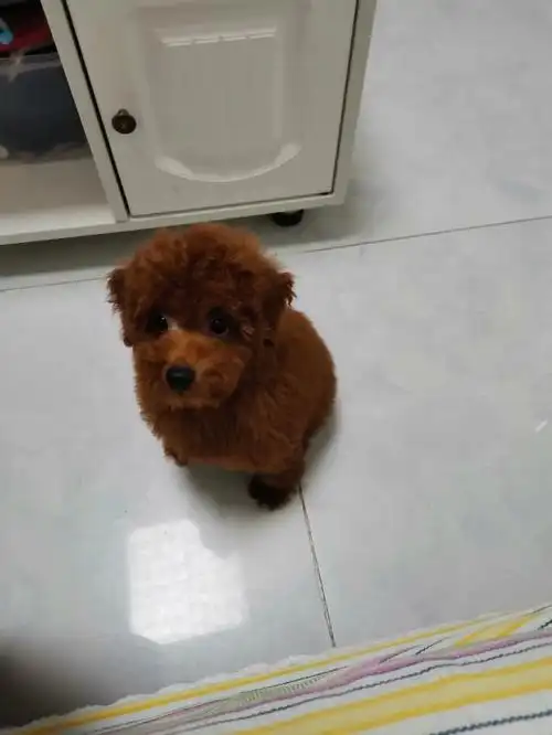 泰迪多大可以打狂犬疫苗啊