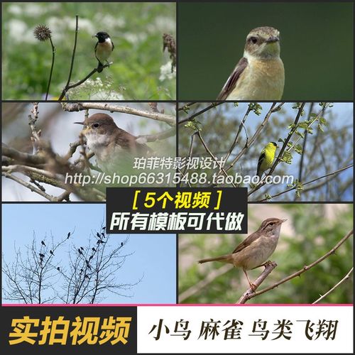 高清视频素材小鸟 麻雀 鸟类 飞翔 树枝上的特写 大自然自由自在